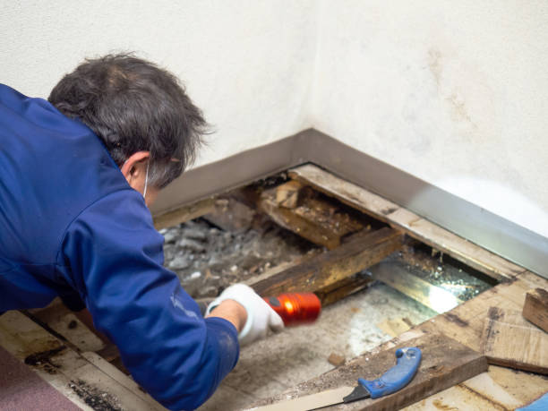 Professional Mold Remediation in North Fort Lewis, WA