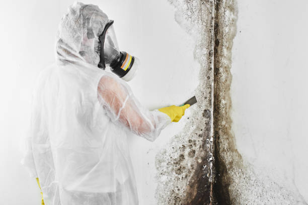 Best Commercial Mold Remediation in North Fort Lewis, WA