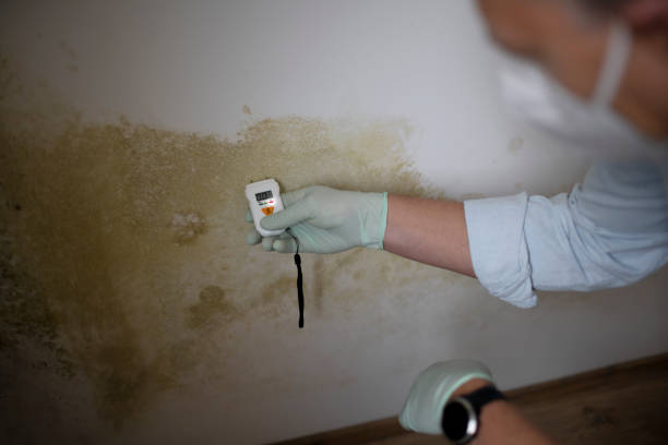 Best Basement Mold Remediation in North Fort Lewis, WA