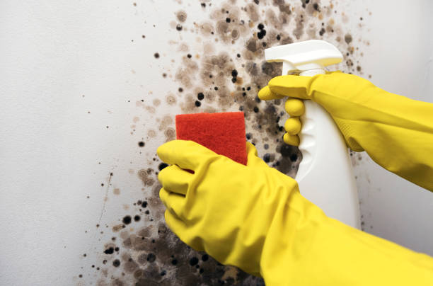 Best Mold Remediation for Schools in North Fort Lewis, WA