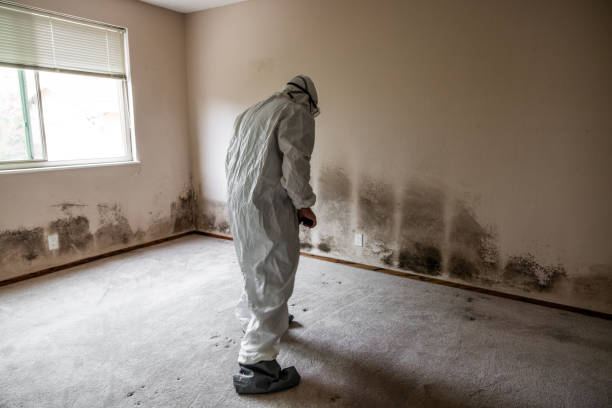 Best Crawl Space Mold Remediation in North Fort Lewis, WA