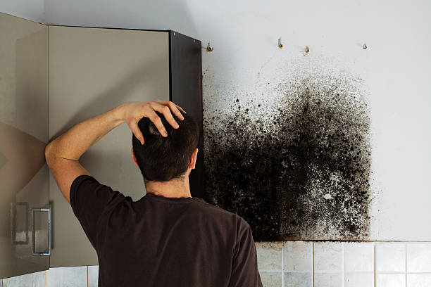 Best Emergency Mold Remediation in North Fort Lewis, WA