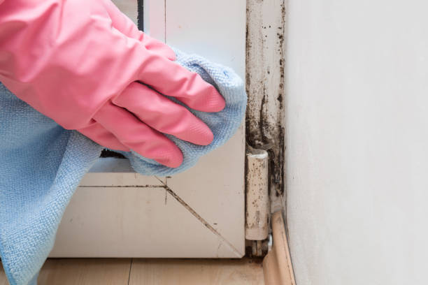 Best Mold Remediation for Specific Building Types in North Fort Lewis, WA